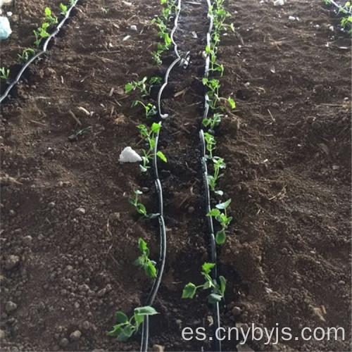 Rábano laberinto zona de riego por goteo plantación